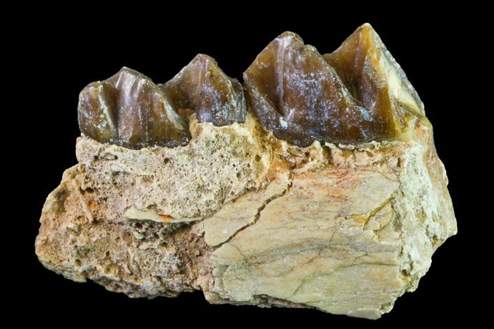 Fossil Horse (Mesohippus) Jaw Section - South Dakota #157467